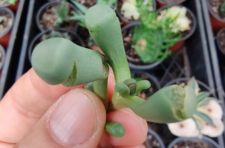 Propagating Baby Toes