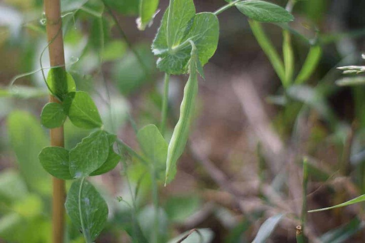 sweet peas growing on bamboo shoot