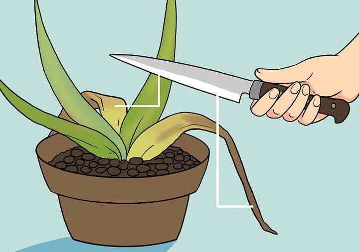 Illustration Of Cutting Brown Leaves On Aloe Vera
