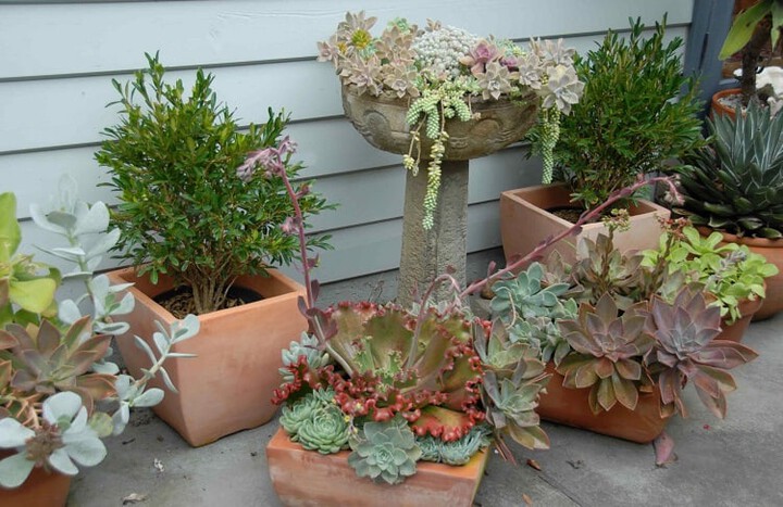 Succulents In Garden