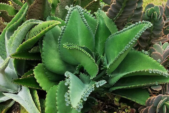 Exotic Succulent