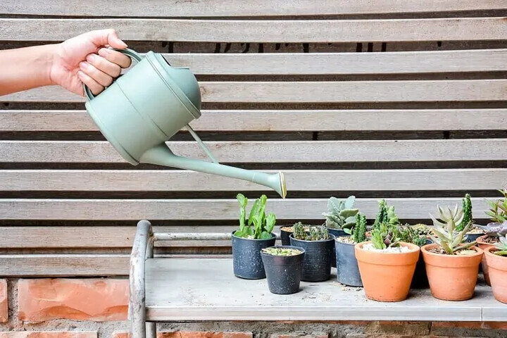 Watering Succulents