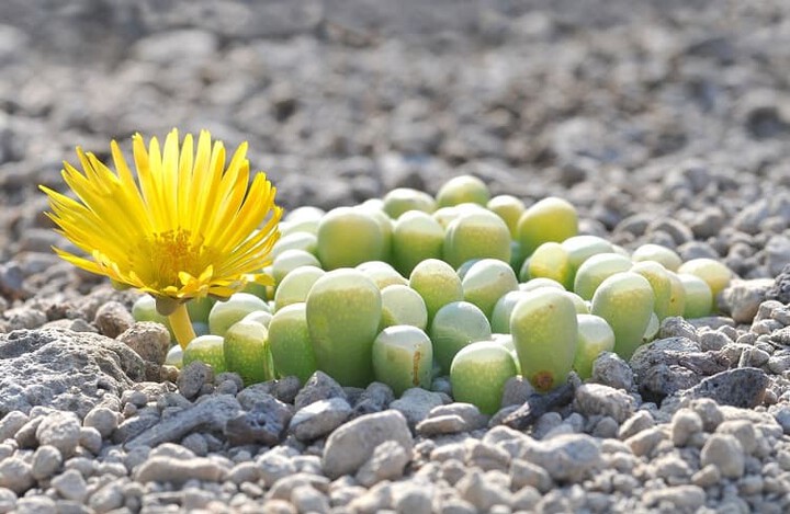 Fenestraria Baby Toes