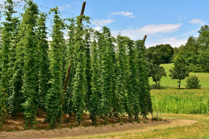 Hops plants trained up wires