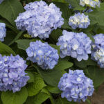 hydrangea blue flower