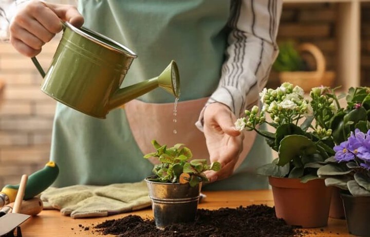 liquid fertilizer in water