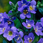 polemonium jacobs ladder flower