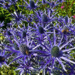 sea holly eryngium alpinum flower