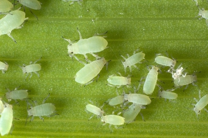 How To Prevent White Mites From Entering Your Garden?